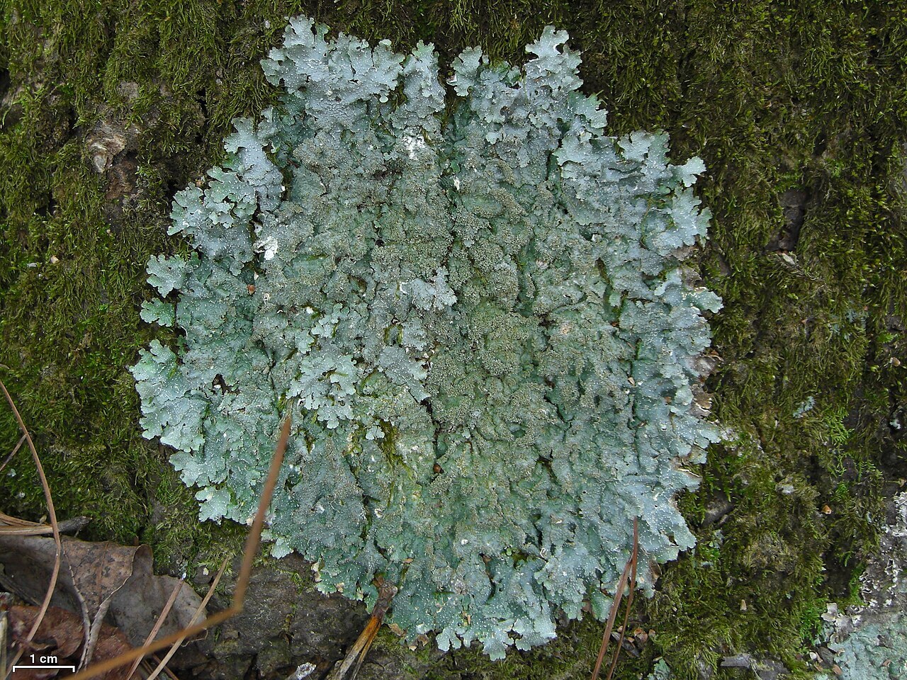 Gray foliose lichen with white speckles on bark