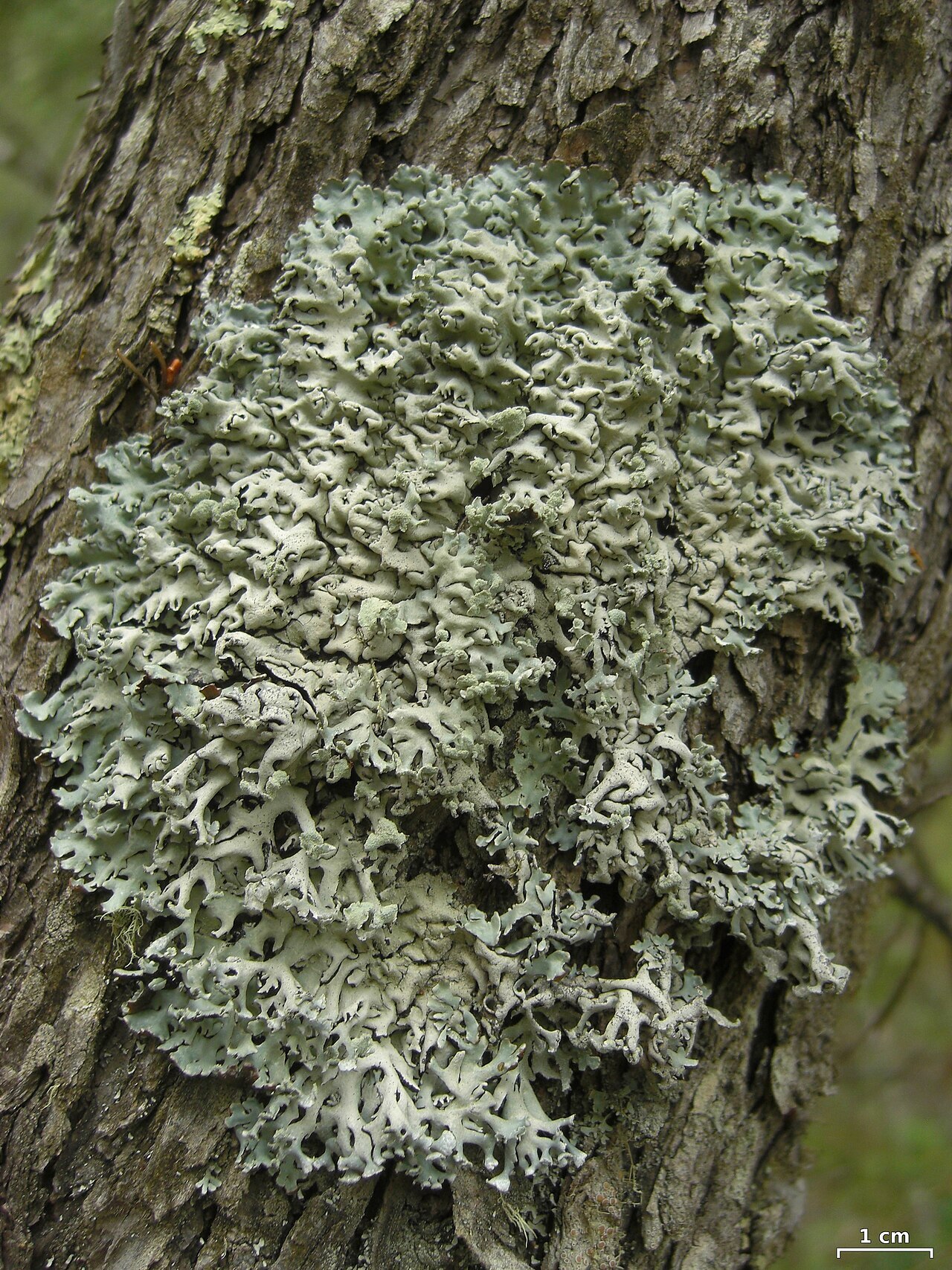 Pale gray tube lichen with hollow lobes on tree branch