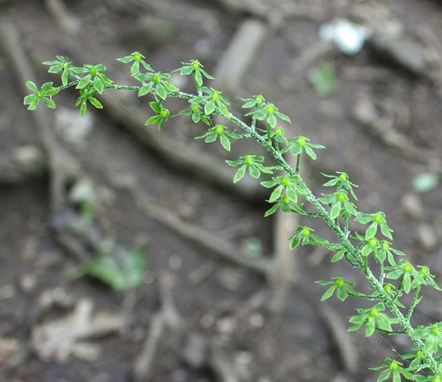 Appalachian bunchflower partial inflorescence with small greenish flowers