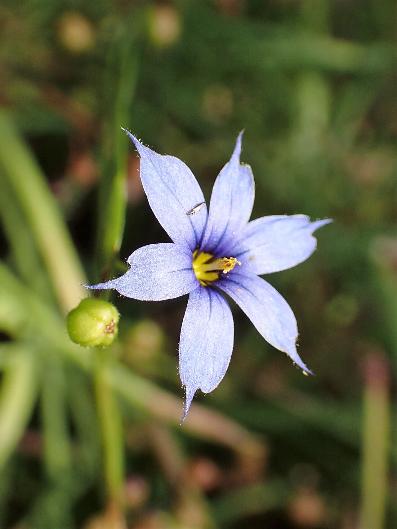 Blue-eyed grass with small violet-blue flower and grass-like leaves