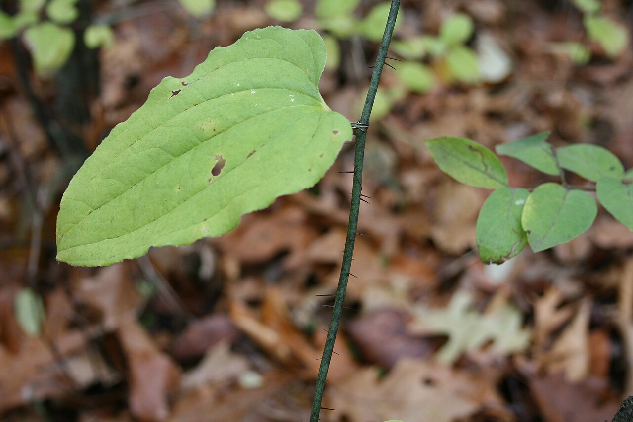 Bristly greenbrier stem covered with dark bristles