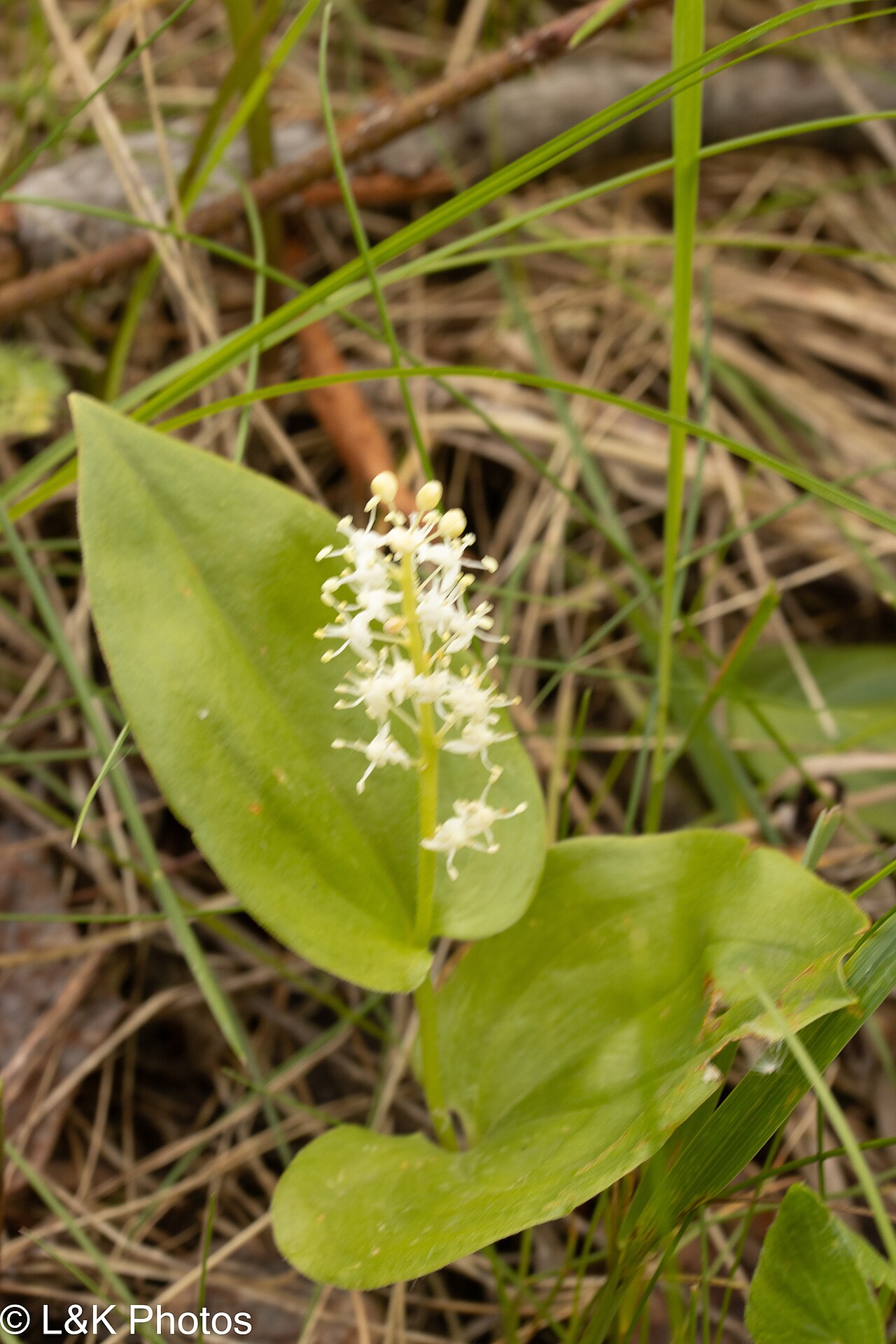 Canada mayflower with small white flower cluster and heart-shaped leaves