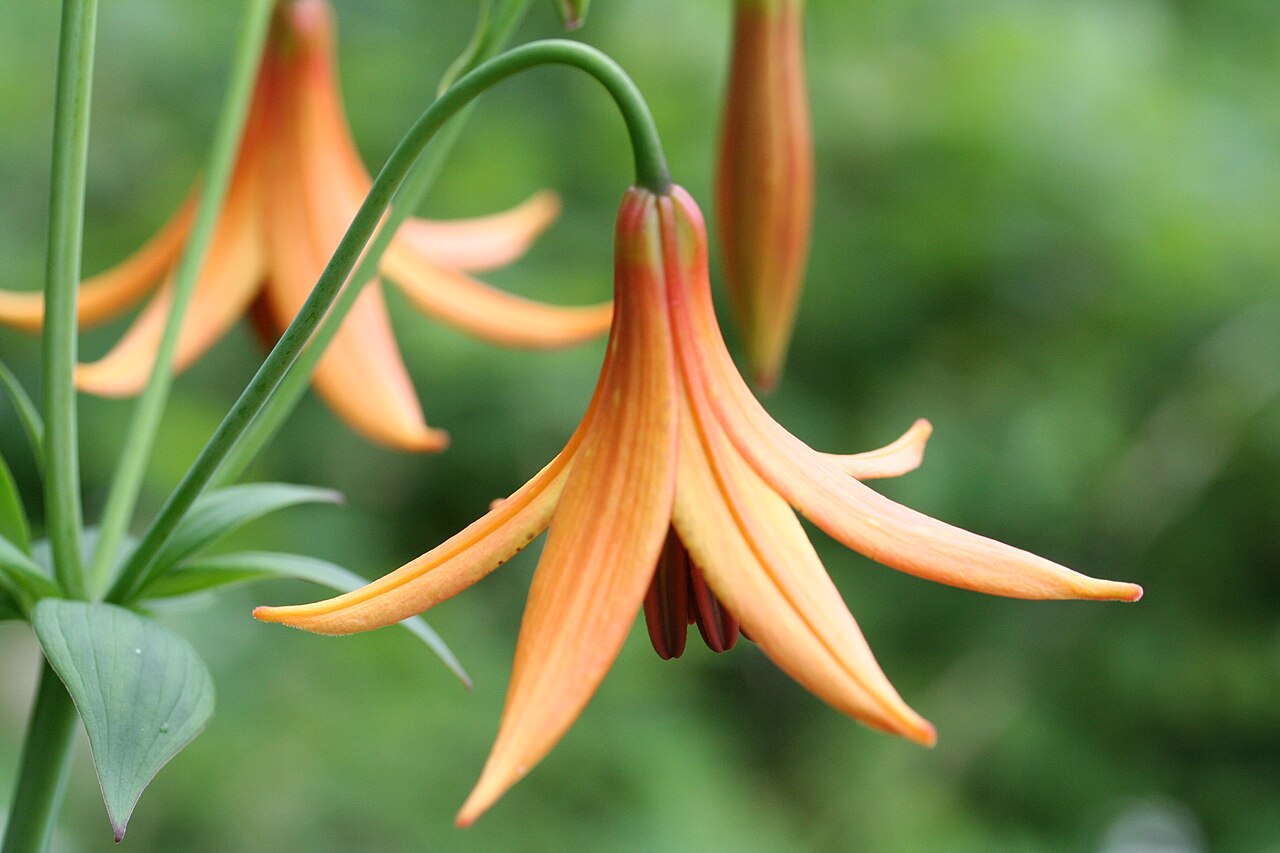 Canada lily