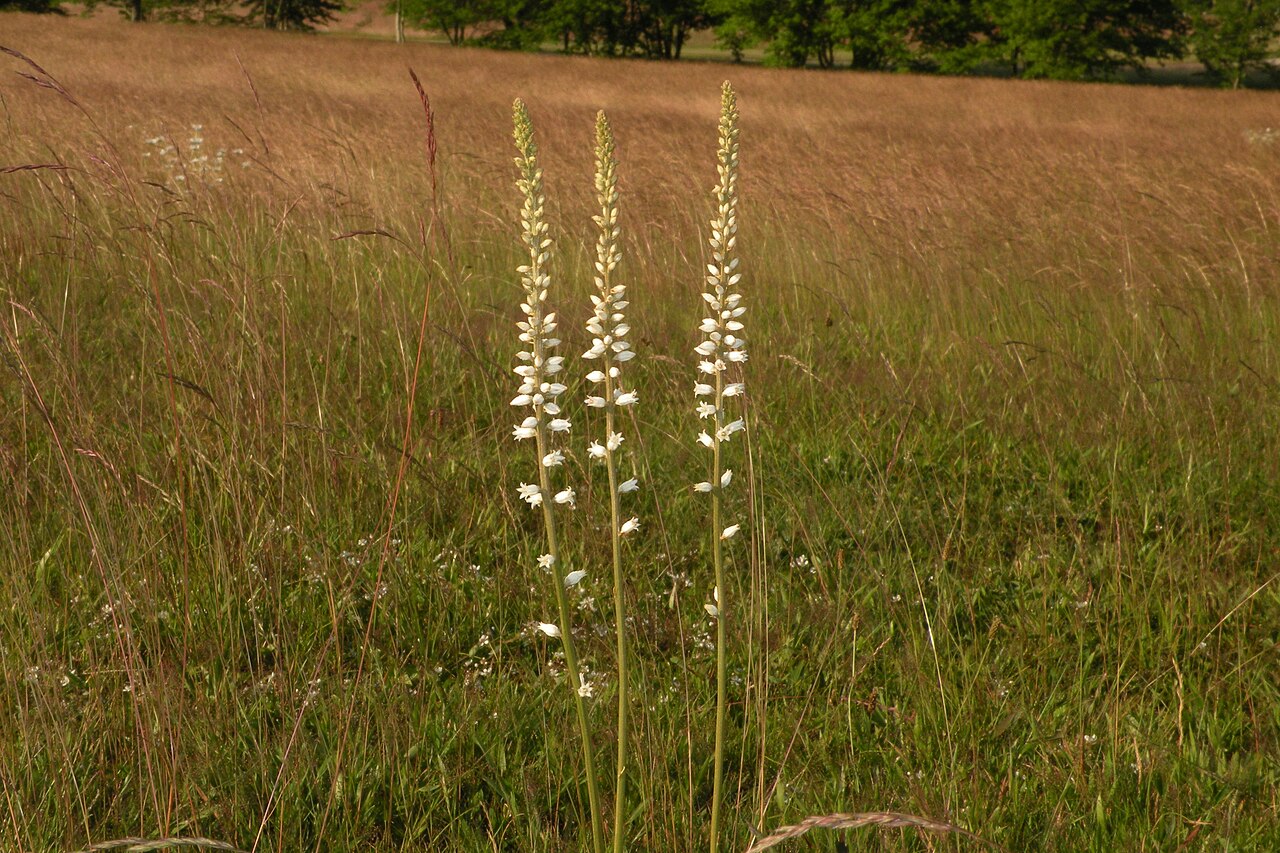 Colic root with mealy white tubular flowers on a wand-like stalk