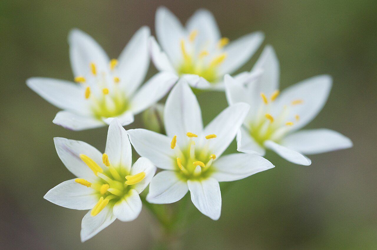 Crow poison with small white six-petaled flowers in a loose cluster