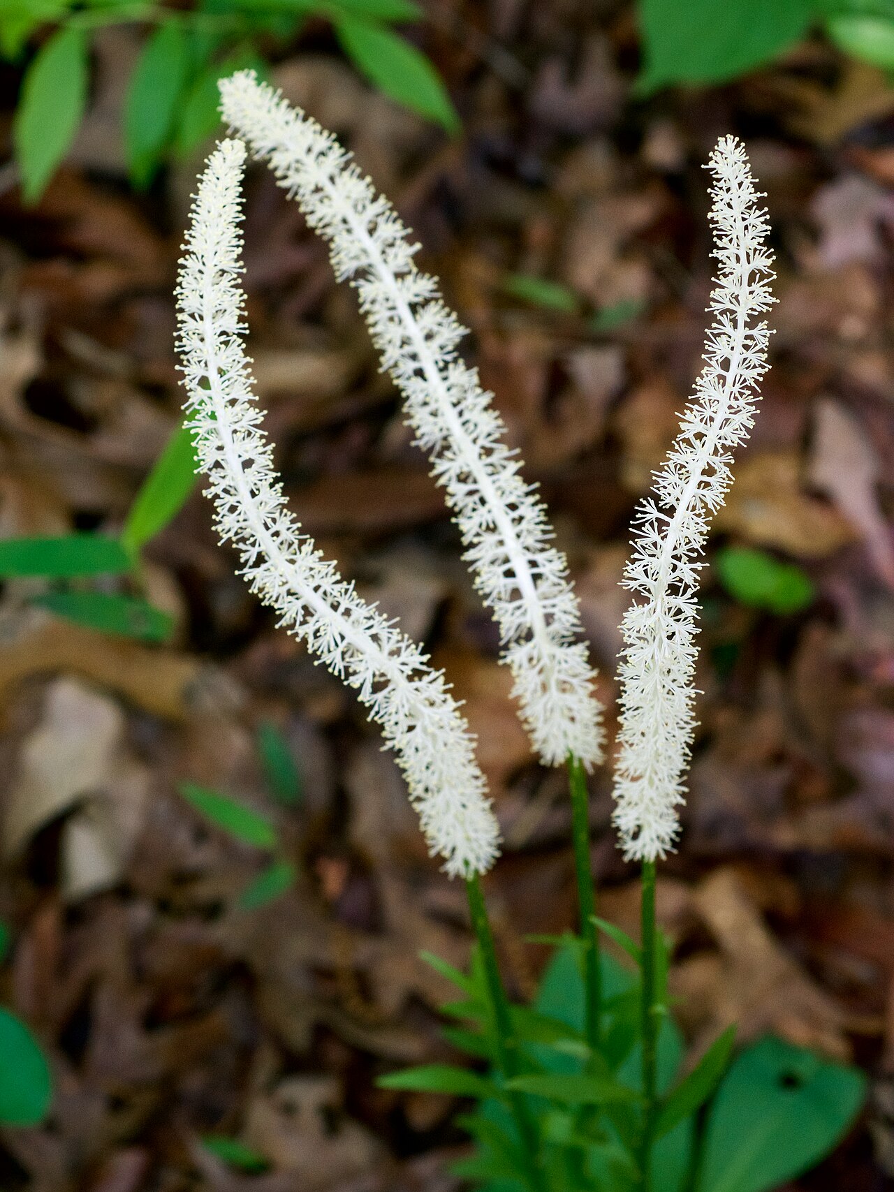 Devil's bit with tall spike of small white flowers