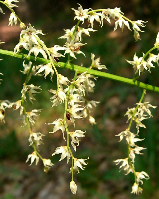 Eastern featherbells with drooping panicle of small white flowers