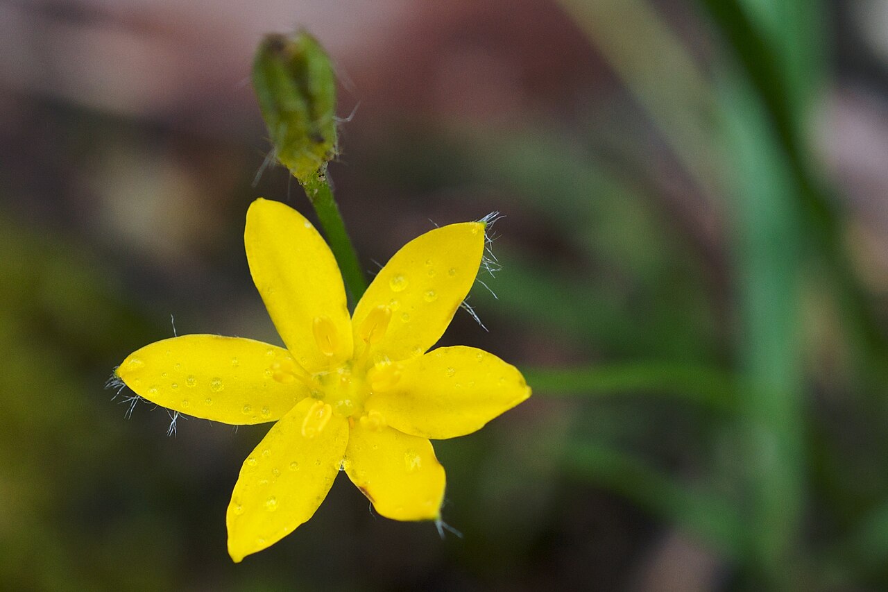 Eastern yellow star-grass with small bright yellow star-shaped flowers