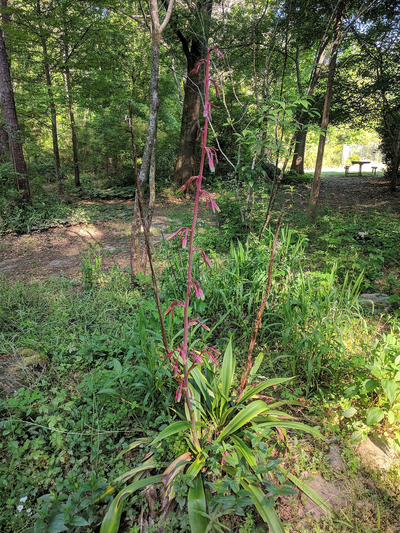 False aloe with tall flowering stalk rising from a rosette of succulent leaves