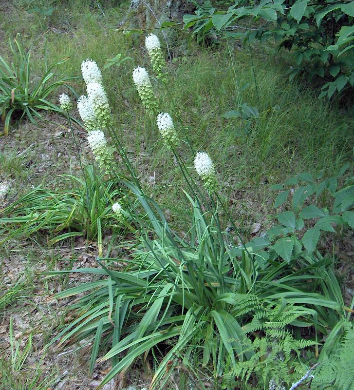 Fly poison with dense white flower cluster on a tall stem