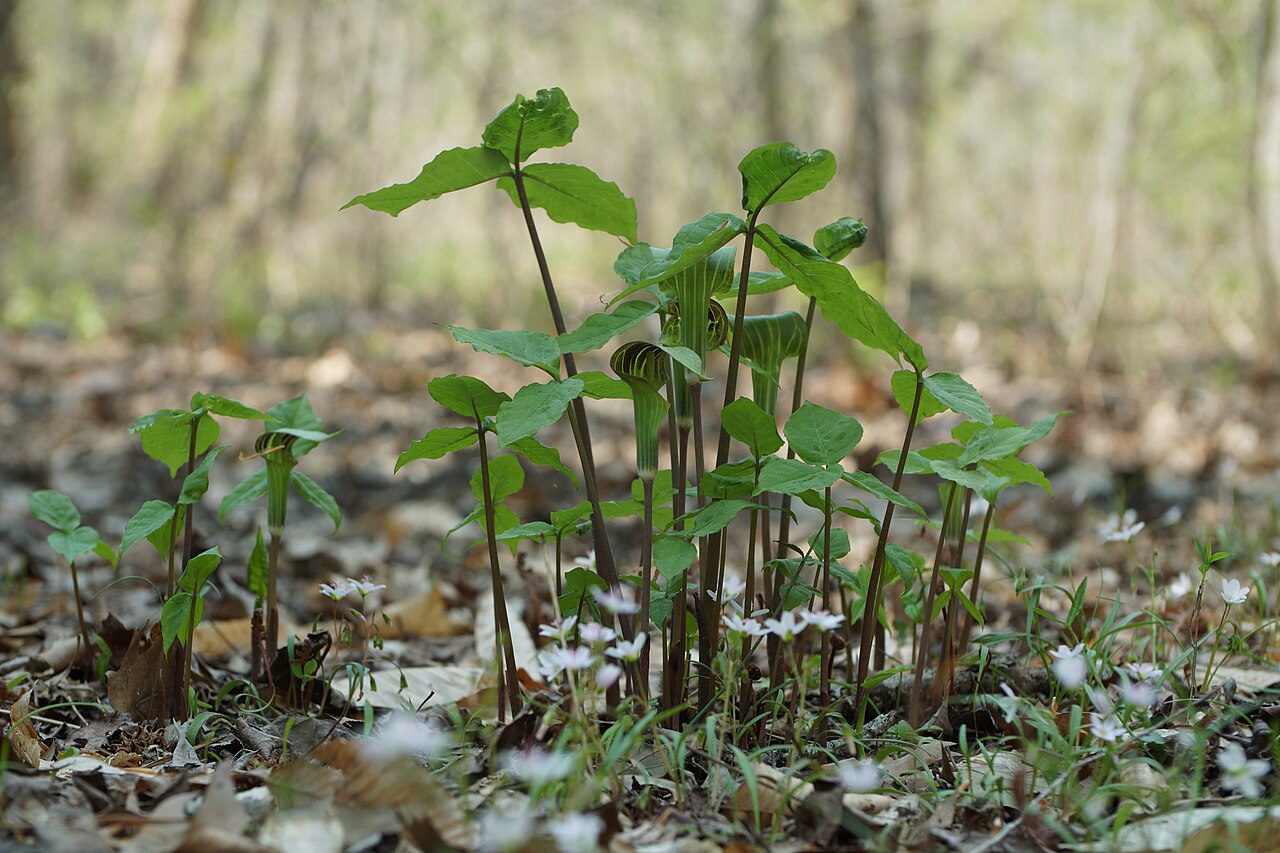 Jack-in-the-pulpit