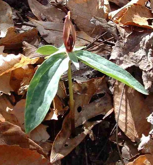 Lance-leaf trillium with narrow mottled leaves and sessile flower
