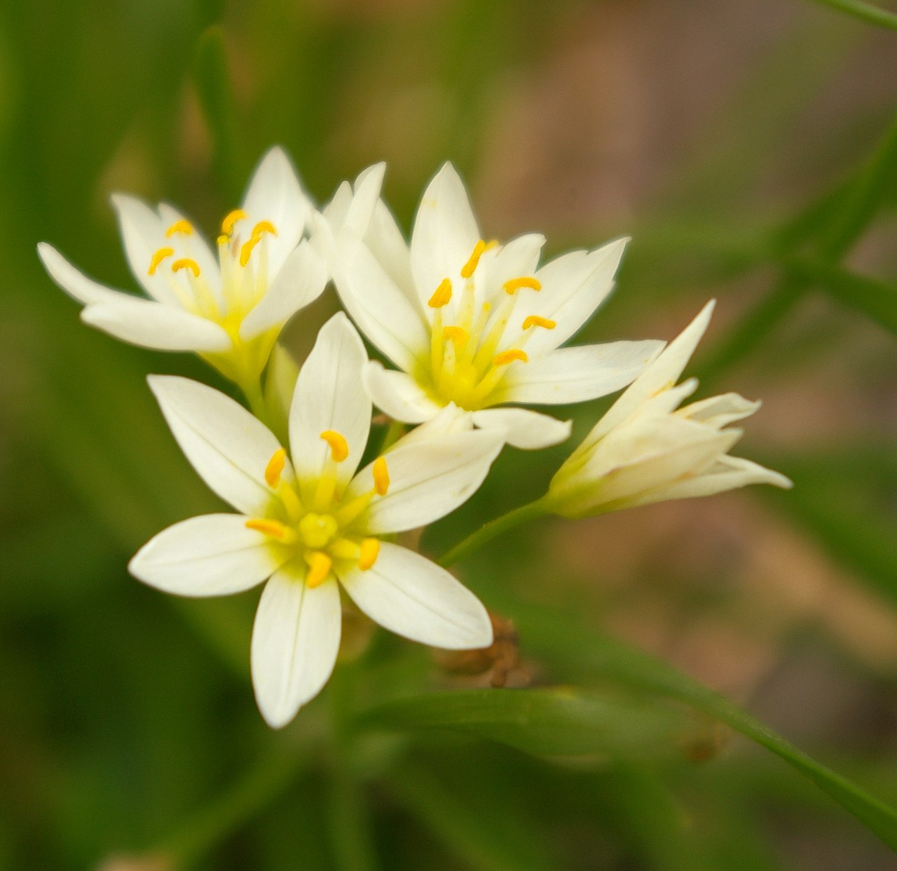 Meadow garlic with pink-white flower umbel