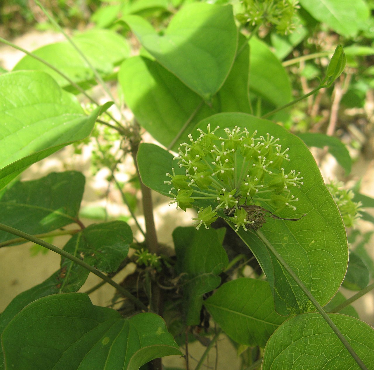 Smooth carrionflower vine with spherical umbel of greenish flowers