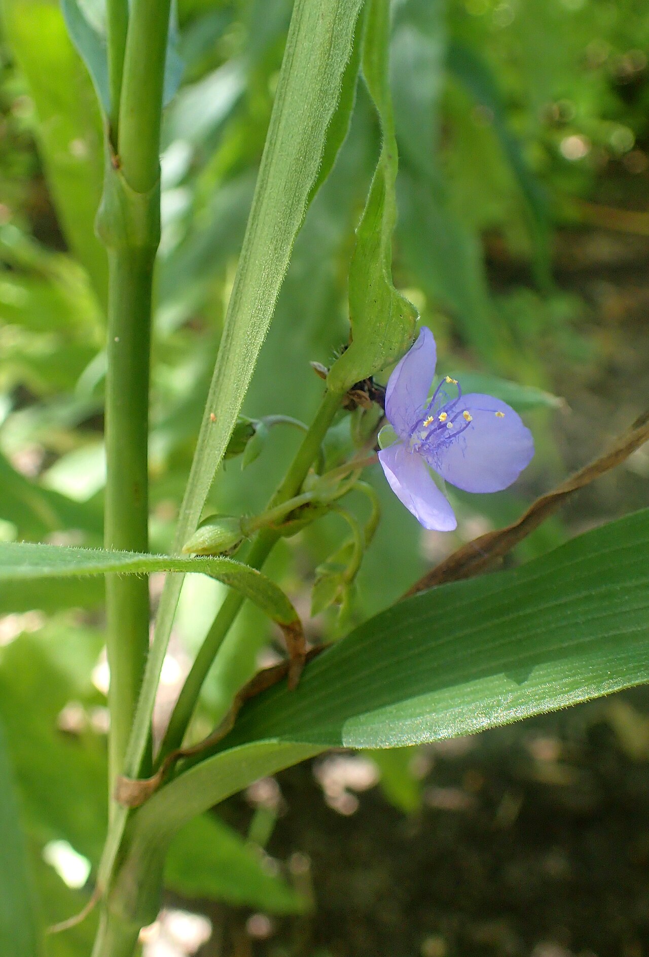 Zigzag spiderwort with blue-violet three-petaled flowers