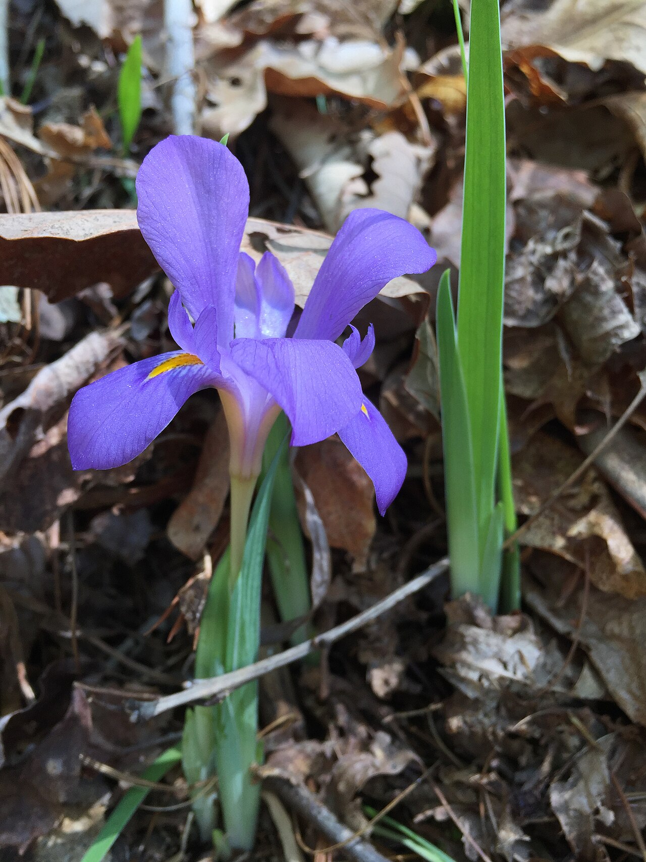 Upland dwarf iris with violet-blue flower in dry woodland