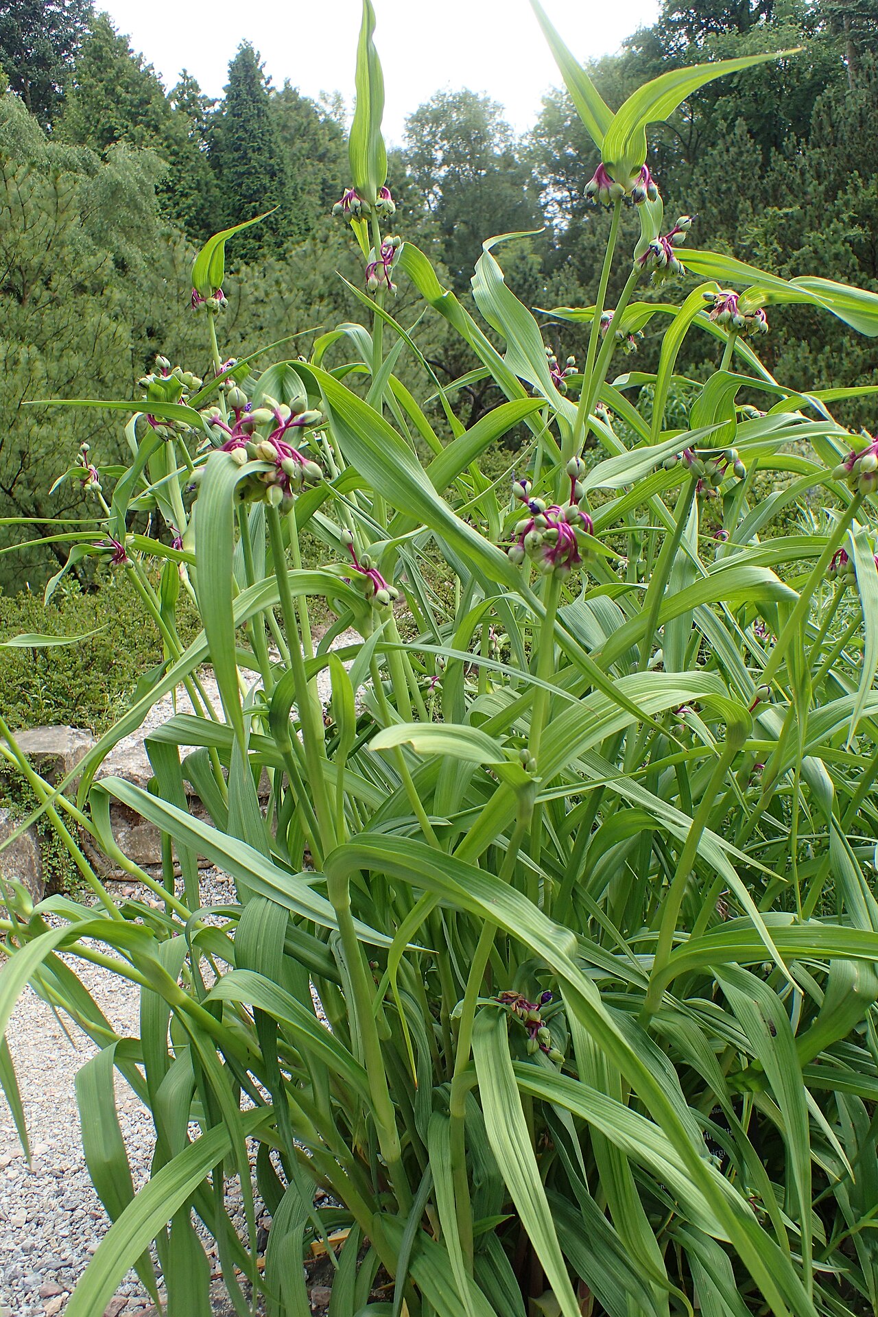 Virginia spiderwort with bright blue-purple flowers and hairy stamens