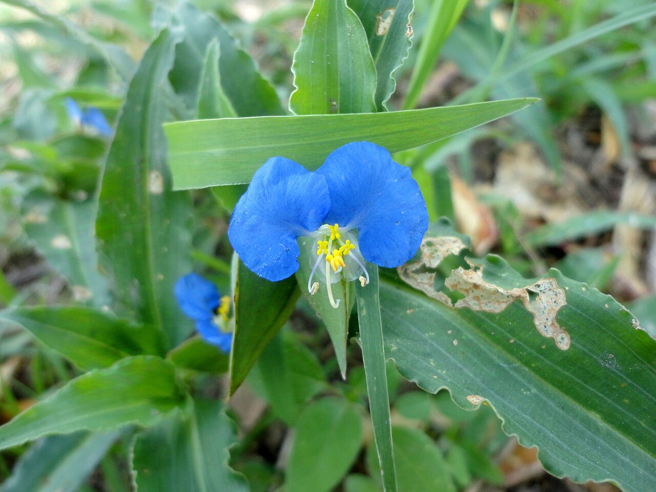 Whitemouth dayflower with two blue upper petals and one small white lower petal