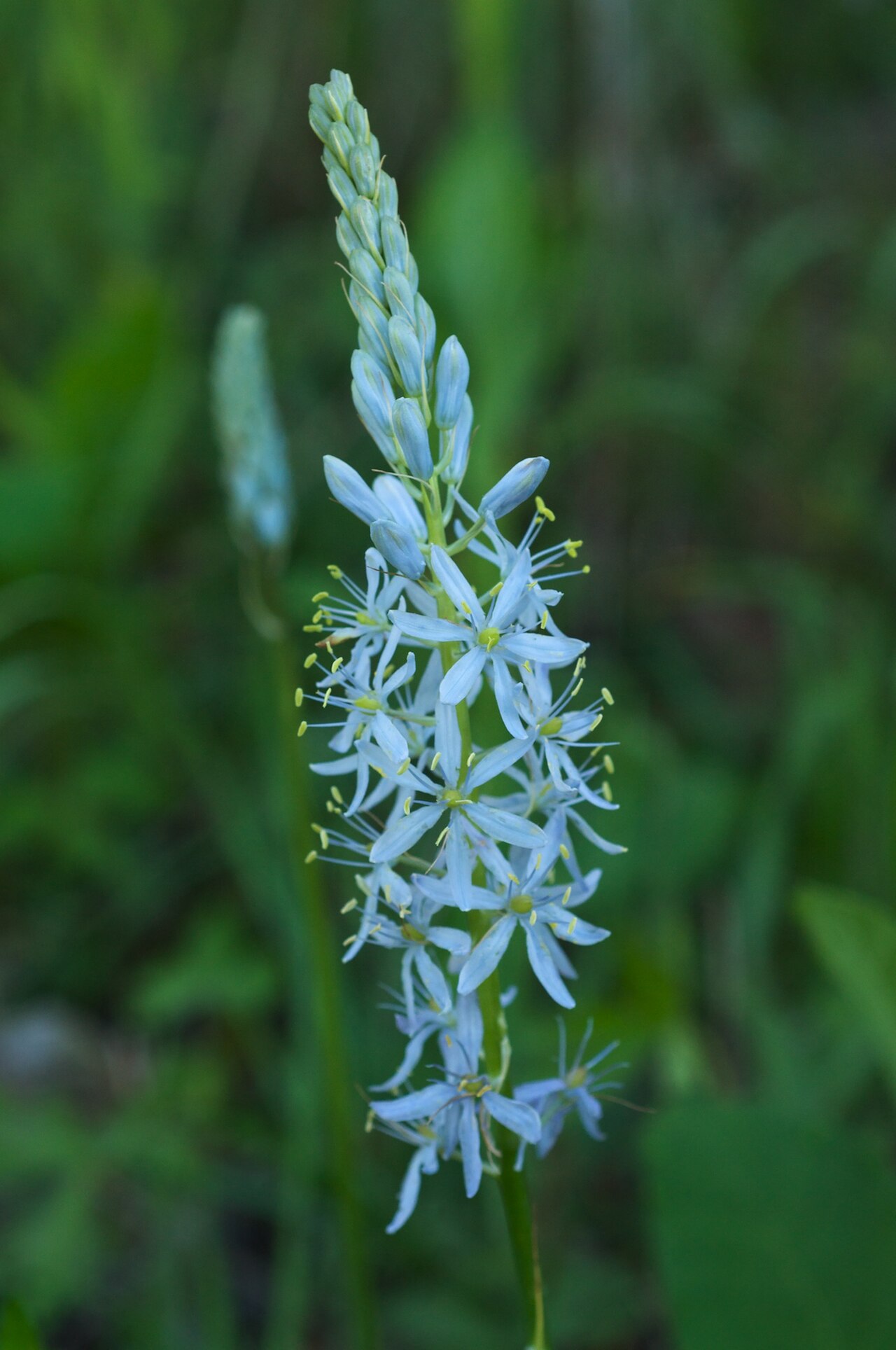 Wild hyacinth with pale blue star-shaped flowers on a tall scape
