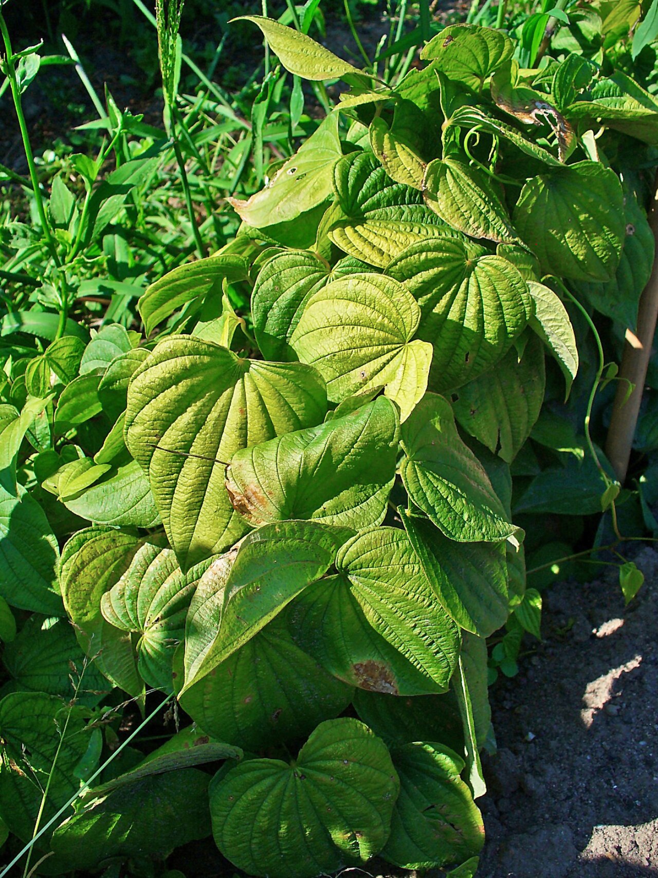 Wild yam with heart-shaped leaves on a twining vine