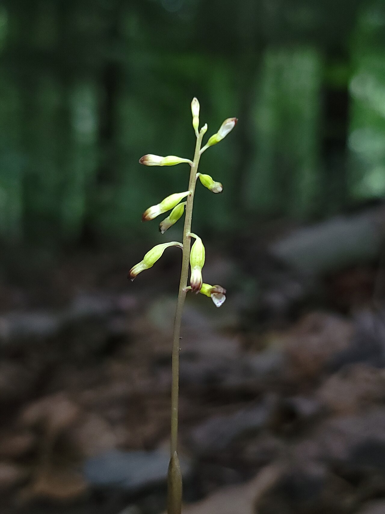 Autumn coralroot orchid with small cleistogamous flowers
