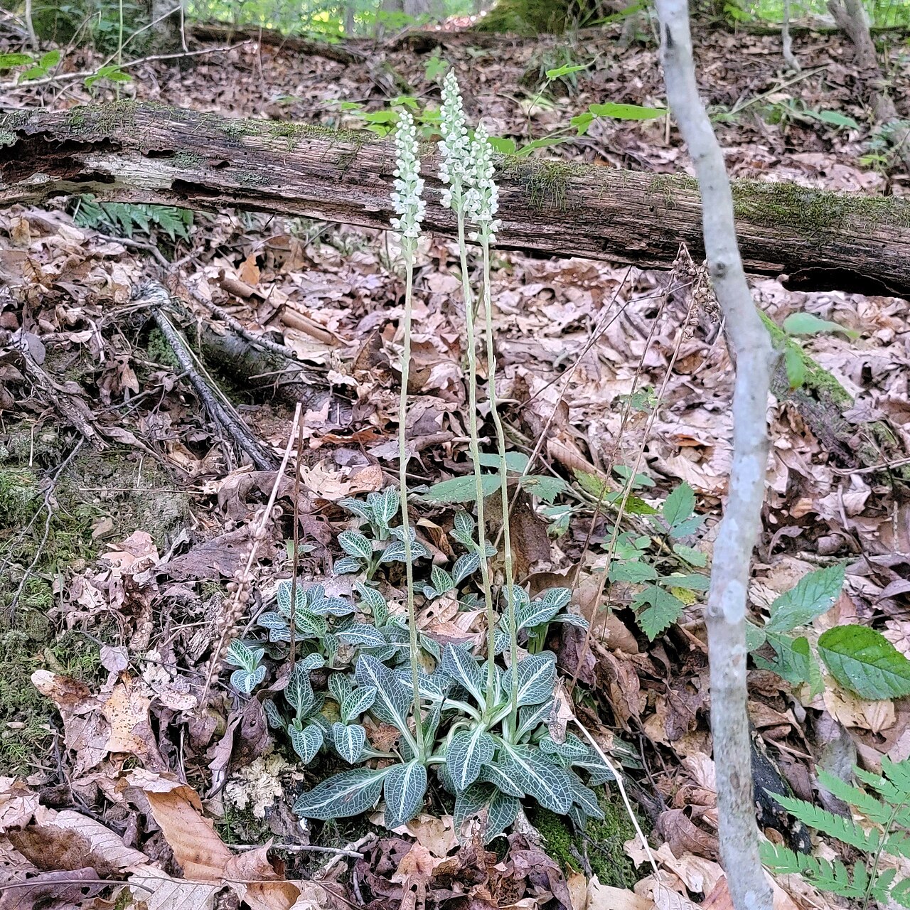 Downy rattlesnake plantain rosette showing white-veined evergreen leaves