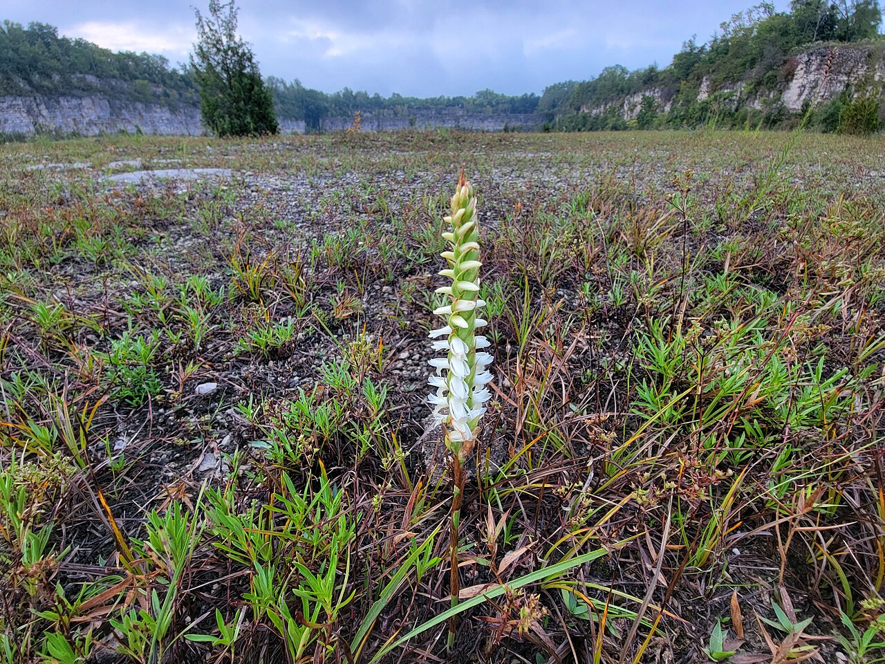 Great Plains ladies'-tresses orchid with dense white flower spike
