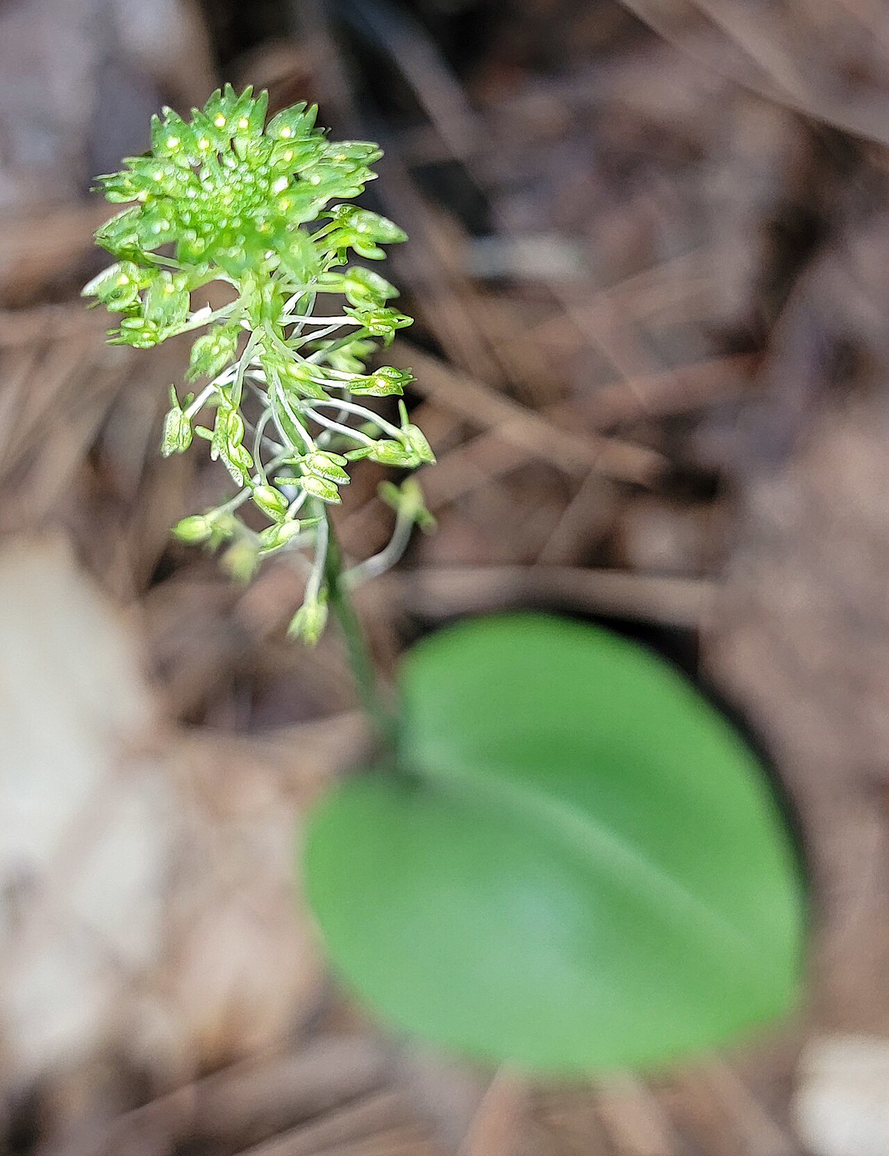 Green adder's-mouth orchid with tiny green flowers on a single-leaved stem