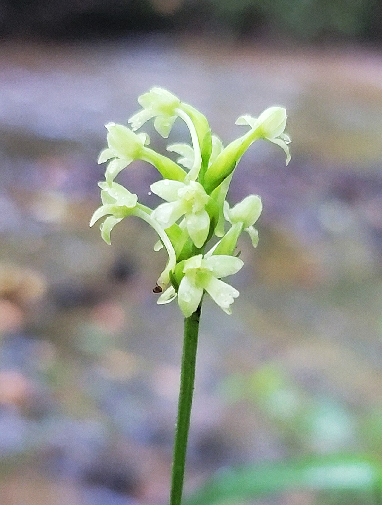 Green woodland orchid with small greenish-white flowers