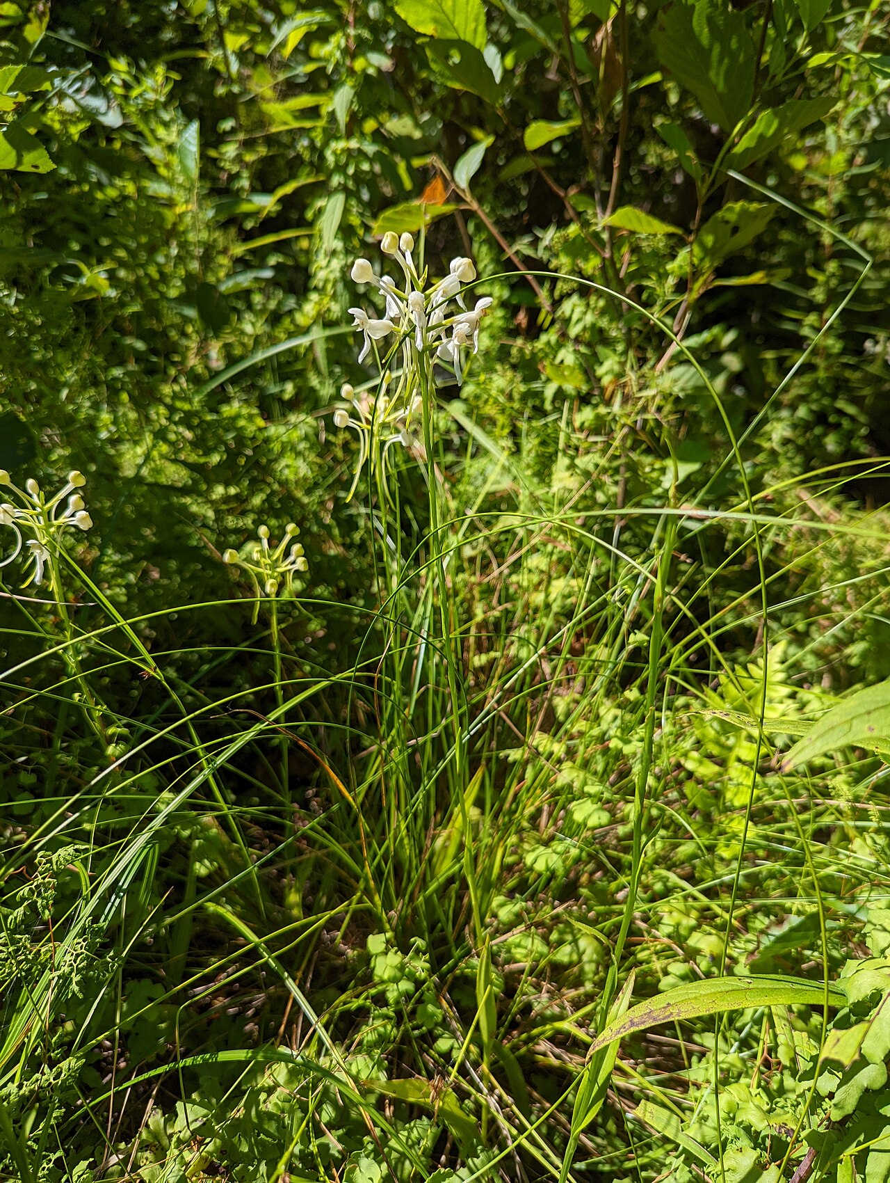 White fringeless orchid