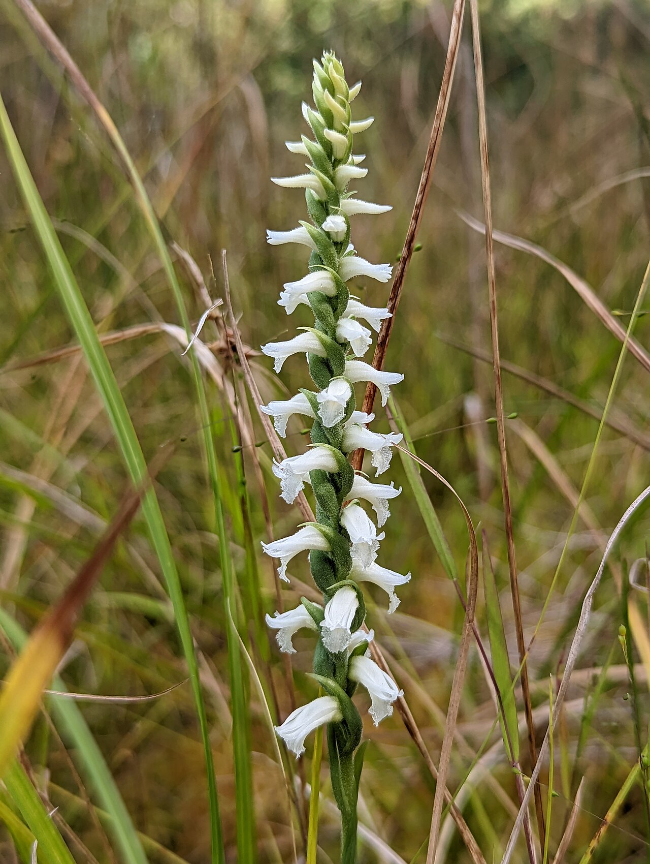 Nodding ladies'-tresses orchid with spiraling white flowers on sphagnum moss