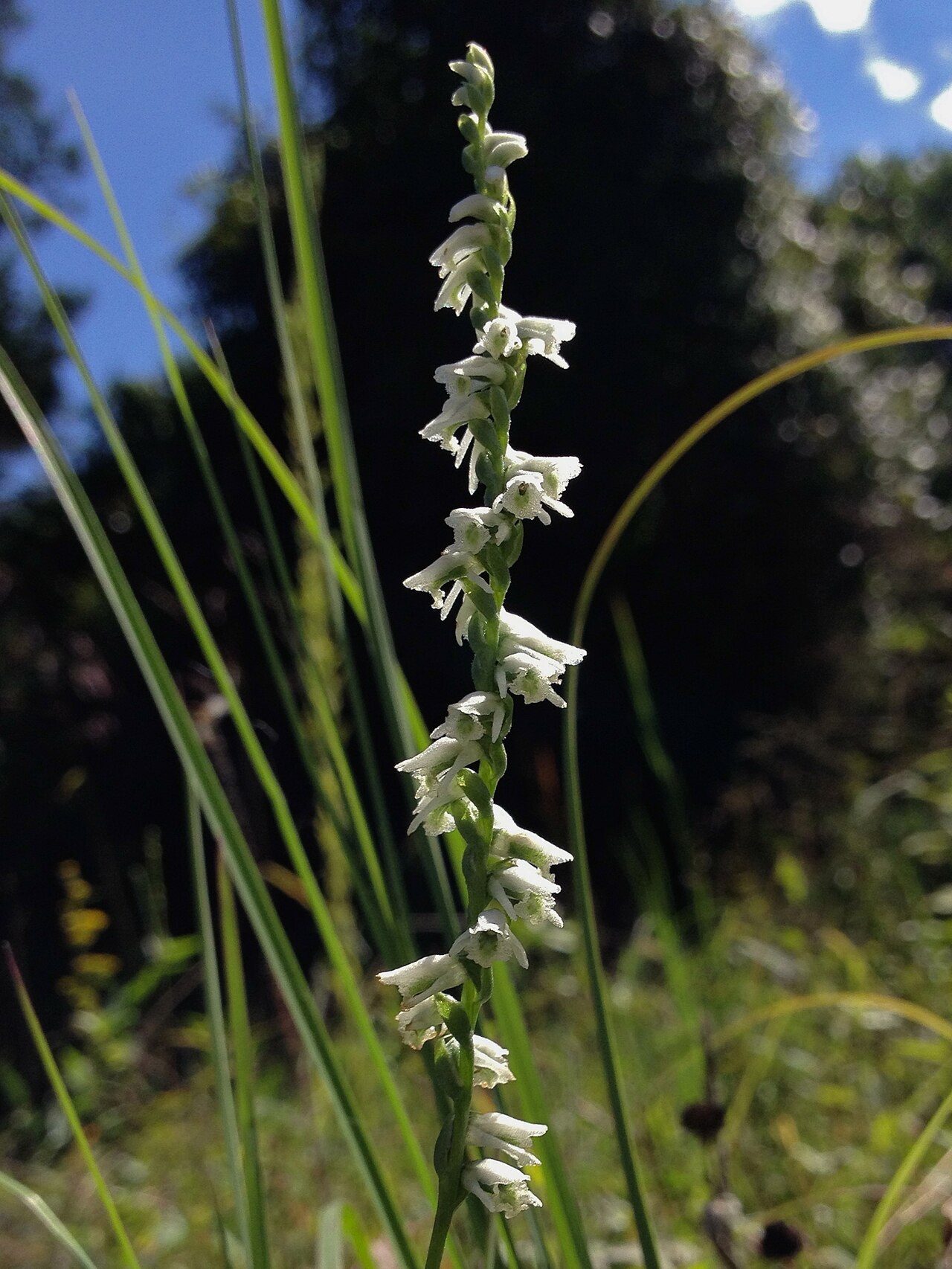 Slender ladies'-tresses orchid with small white flowers in a loose spiral