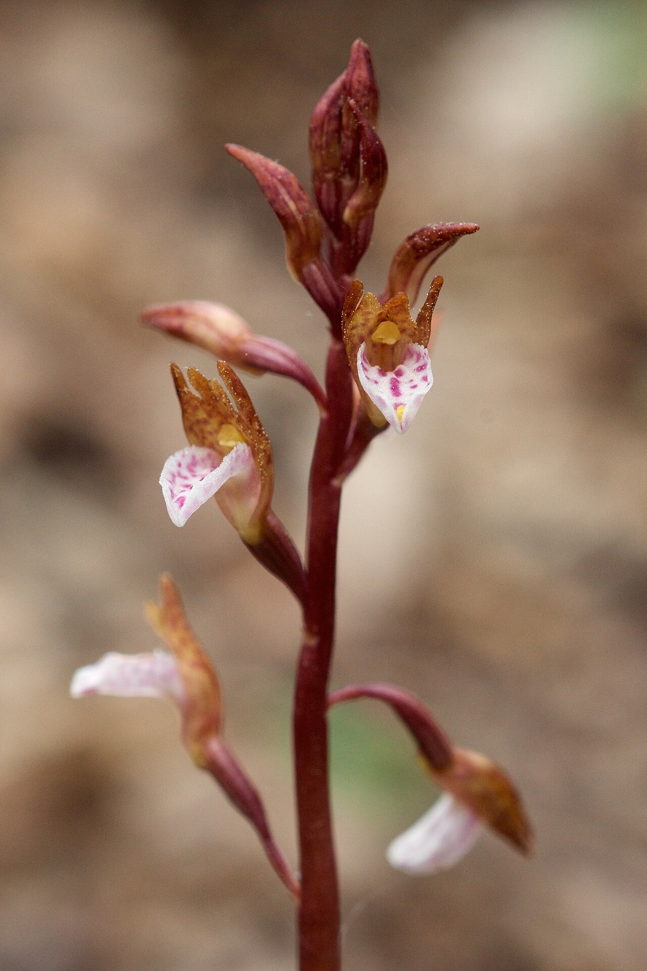 Spring coralroot orchid inflorescence with small spotted flowers