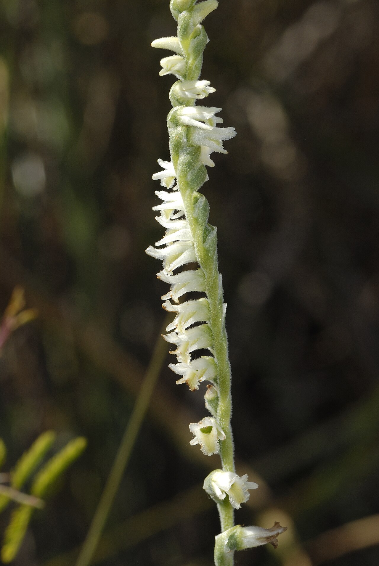 Spring ladies'-tresses orchid flowering spike in grassland