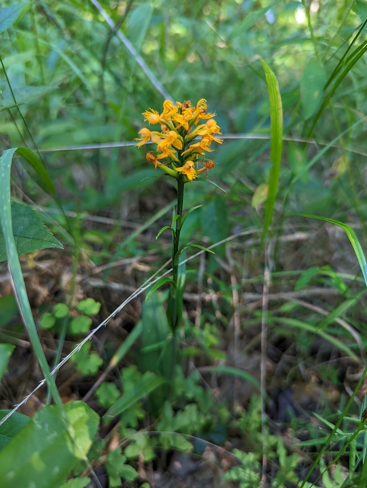 Yellow crested orchid with fringed orange flowers