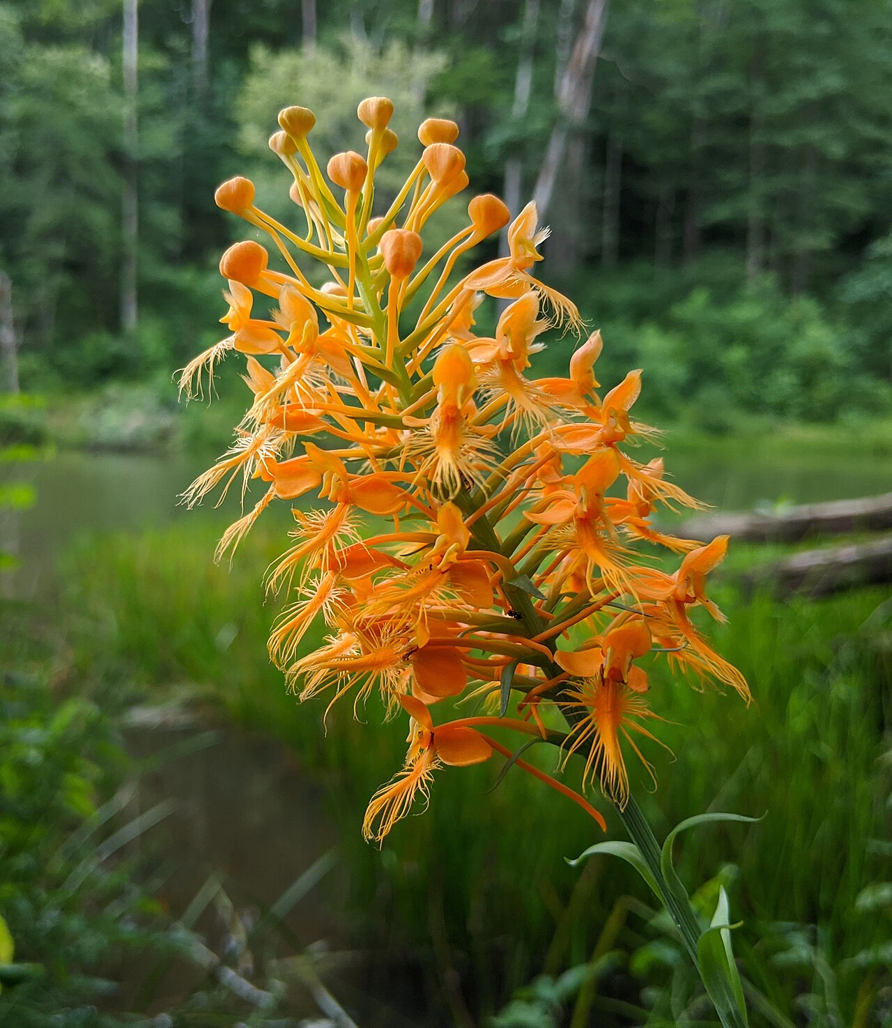 Yellow fringed orchid