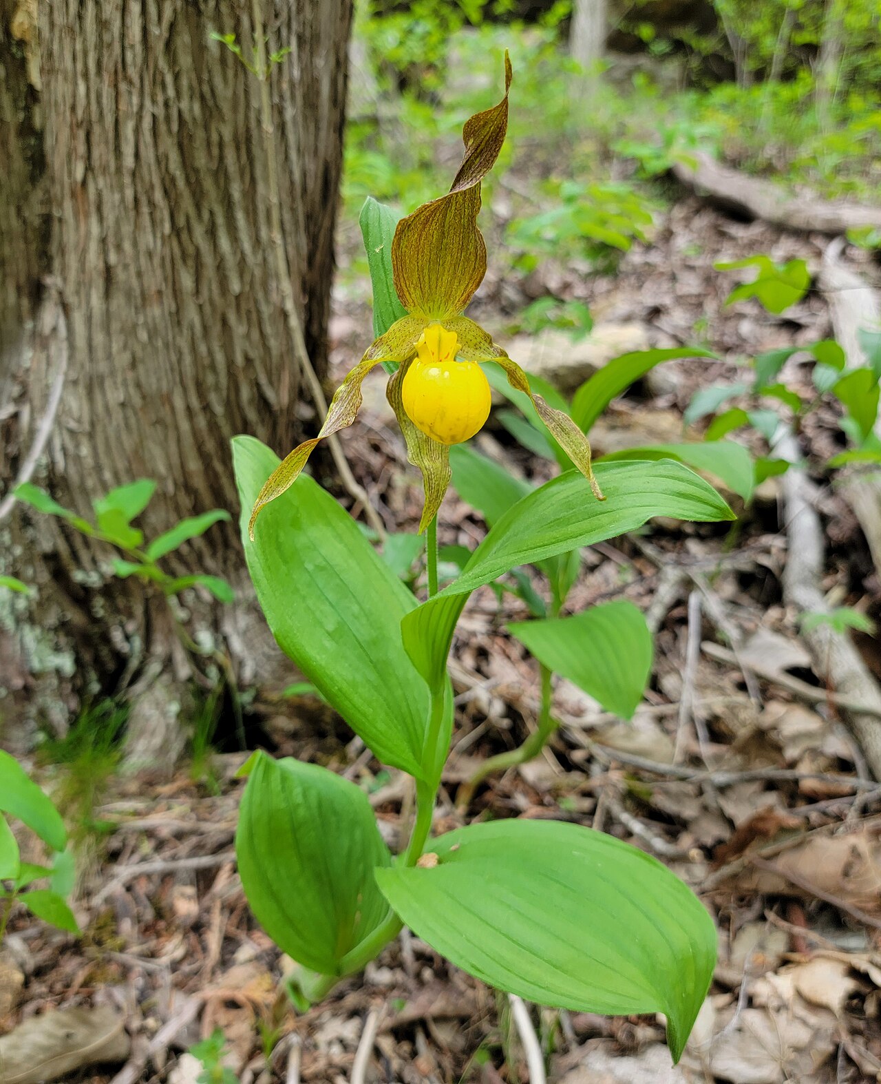 Yellow lady's slipper orchid
