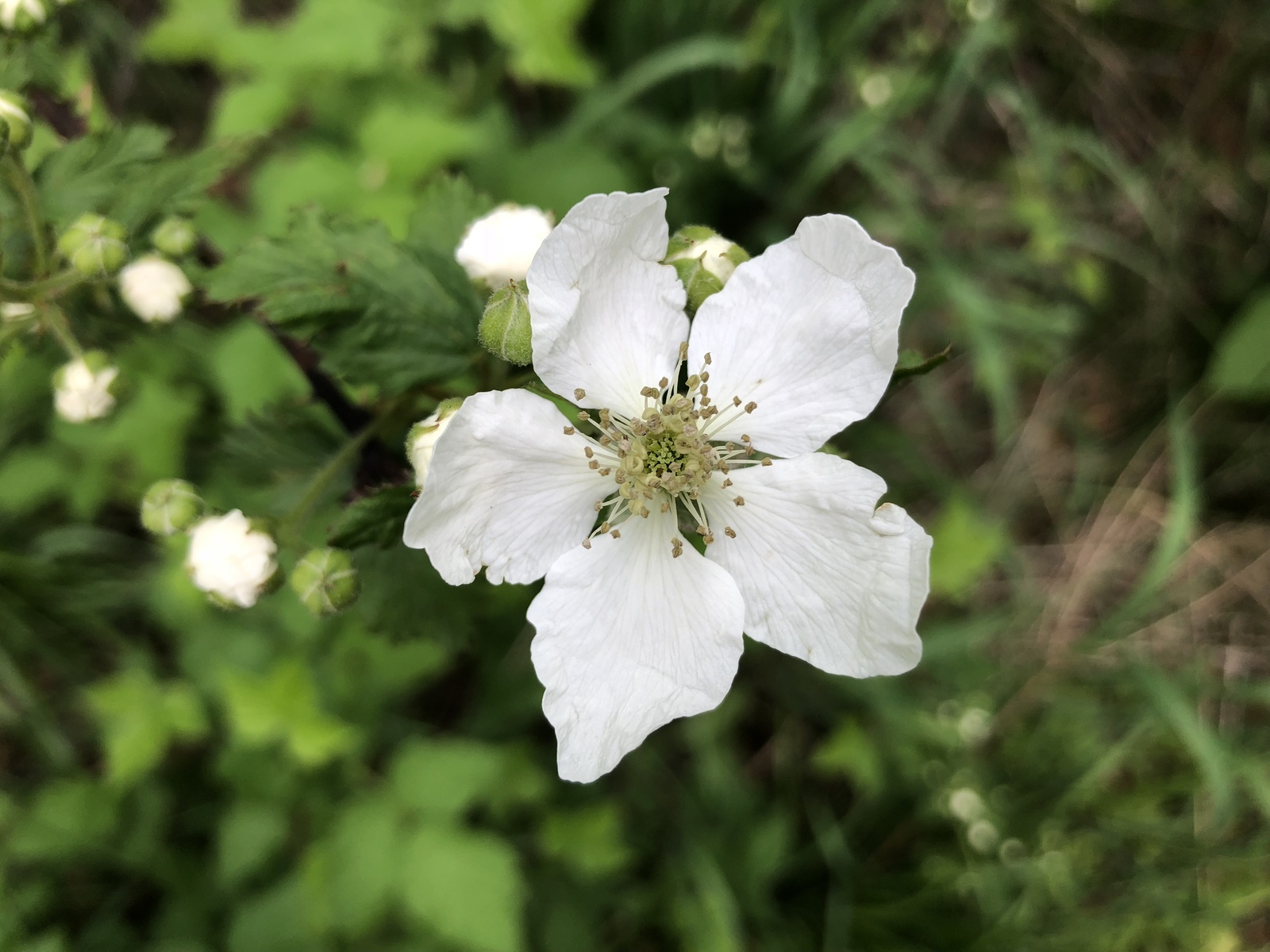 Allegheny blackberry flower along a path