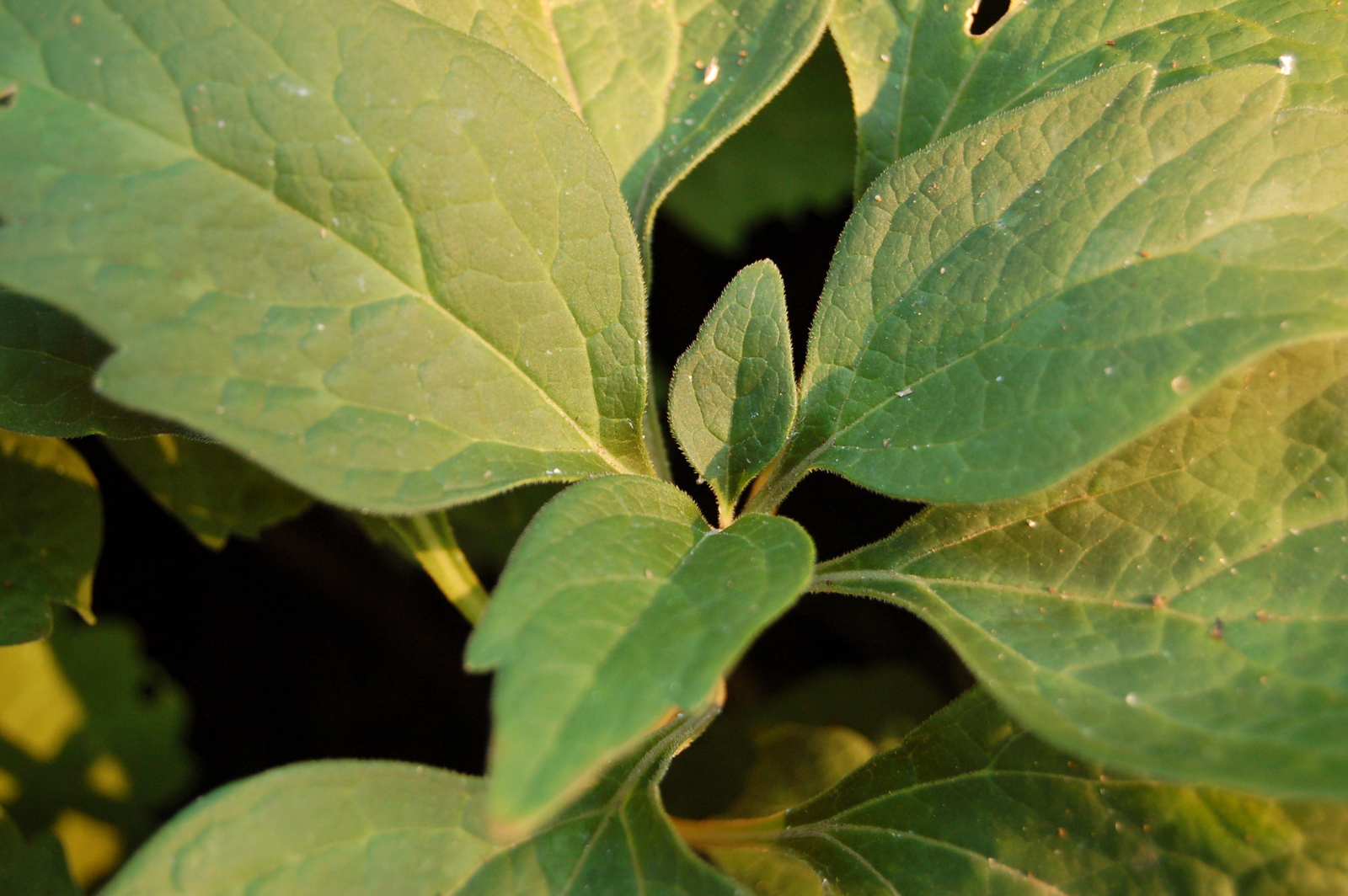 Allegheny spurge close-up