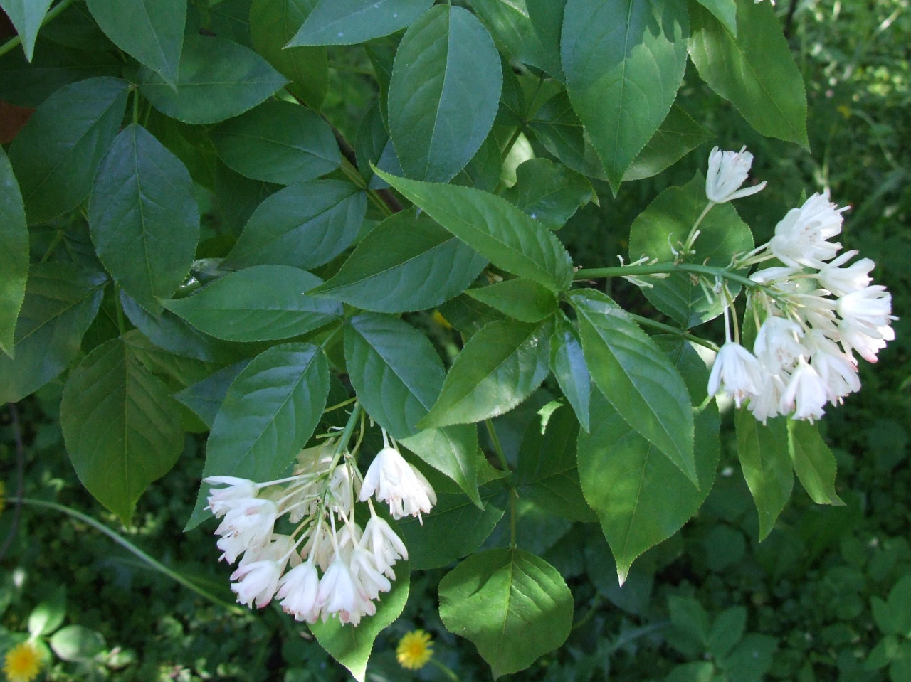American bladdernut at a botanical garden