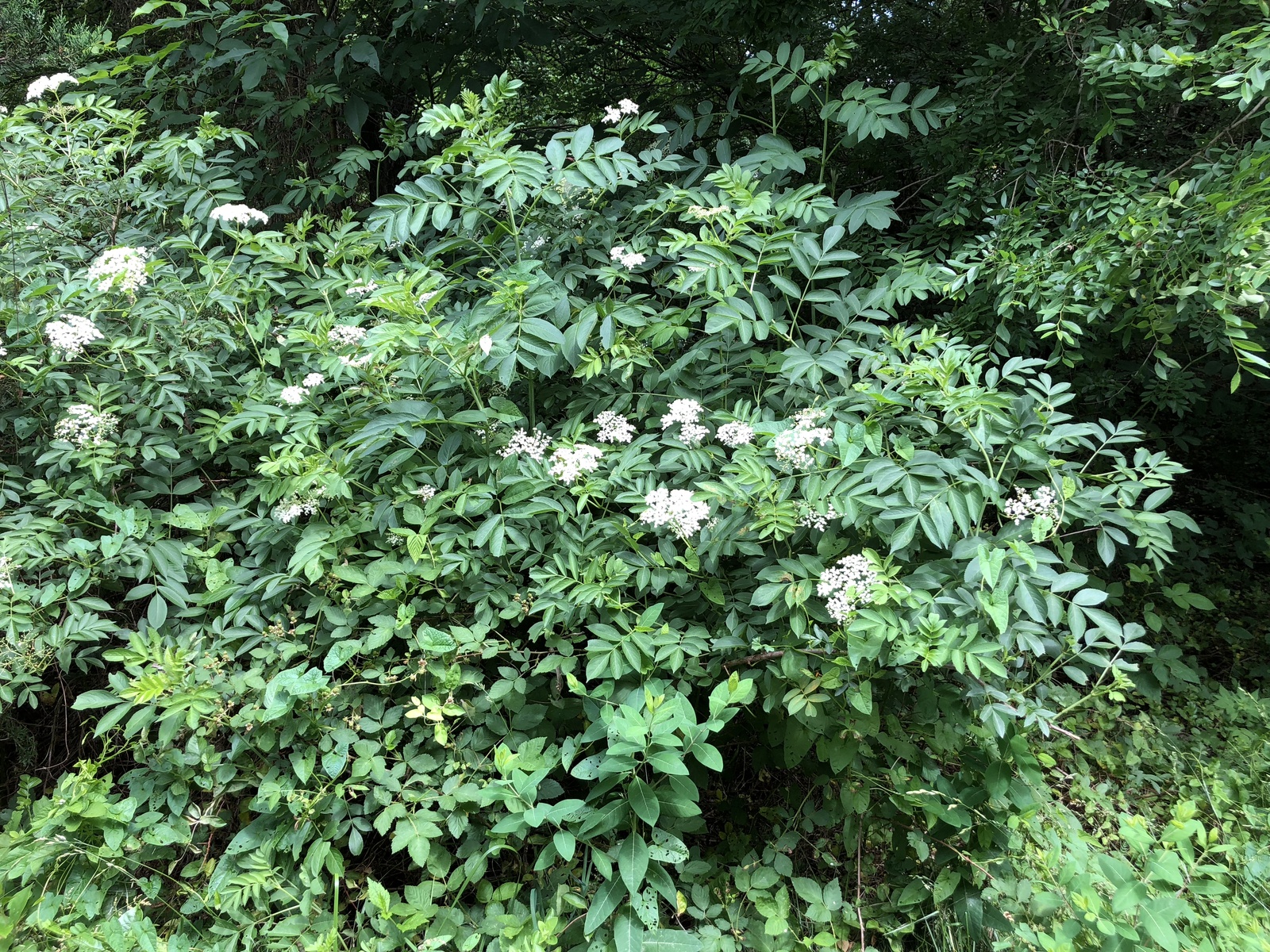 American elderberry blooming