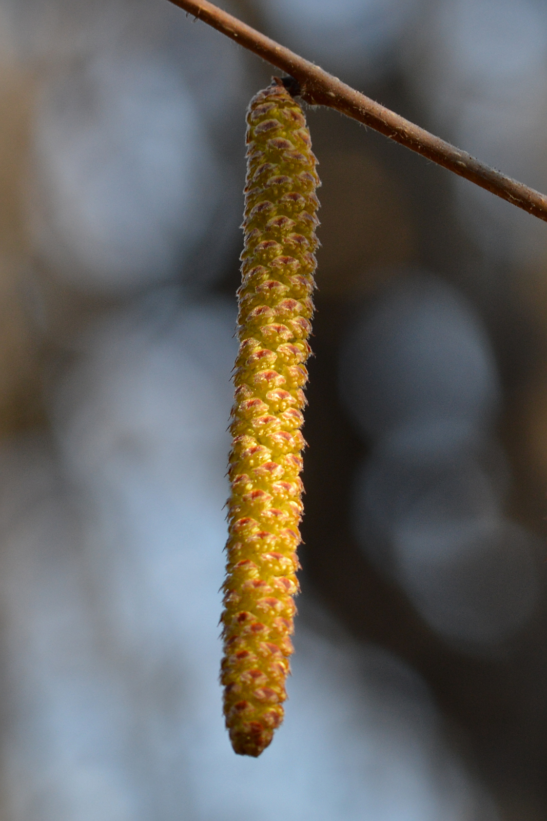 American hazelnut shrub at a bog edge