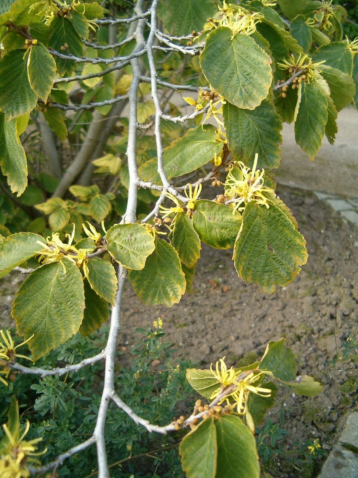 American witch-hazel flowers and leaves