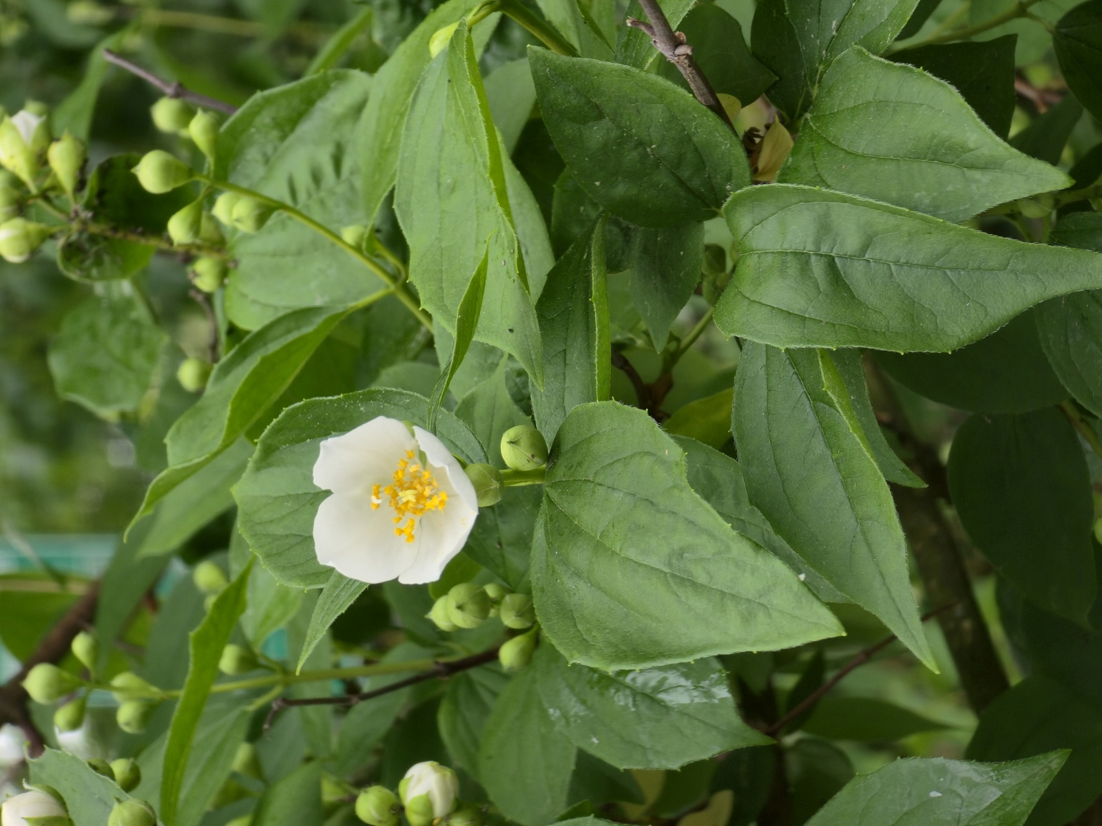 Appalachian mock-orange flower