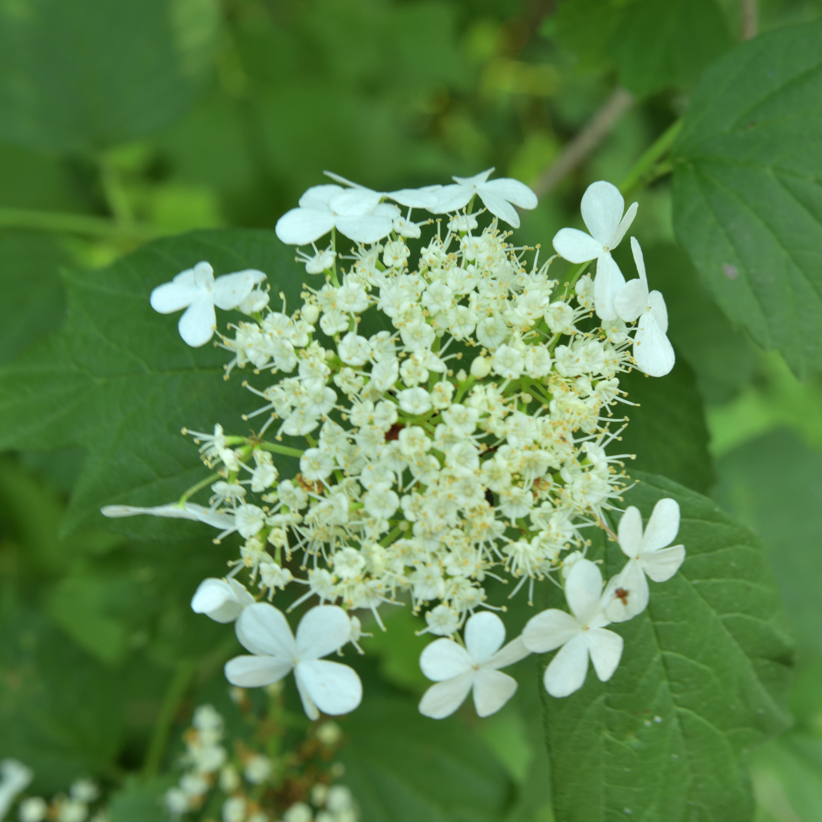 Ashy hydrangea flowers