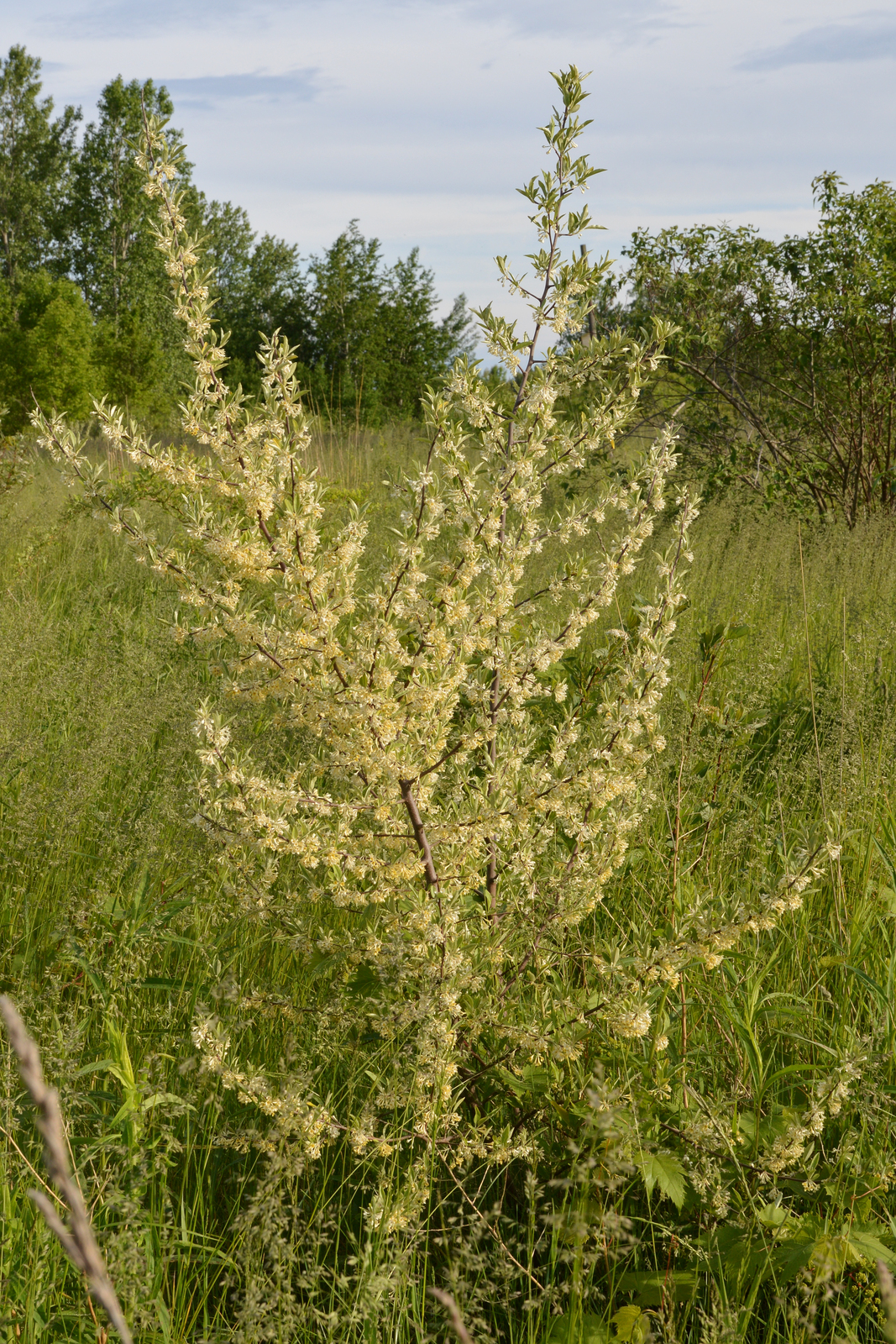 Autumn olive shrub with fruit