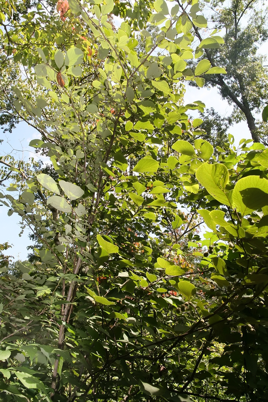 Big-leaf snowbell flowers