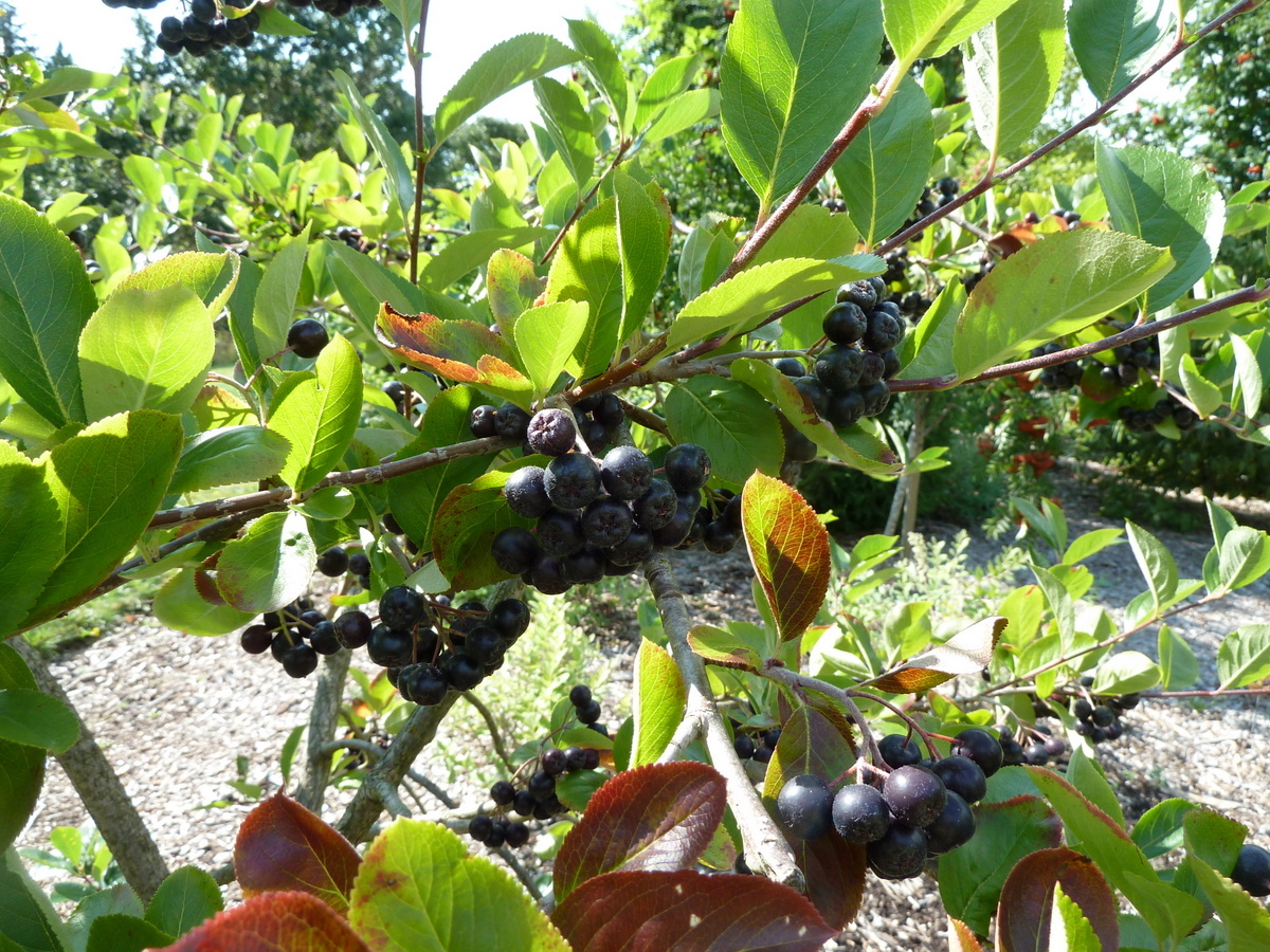 Black chokeberry foliage