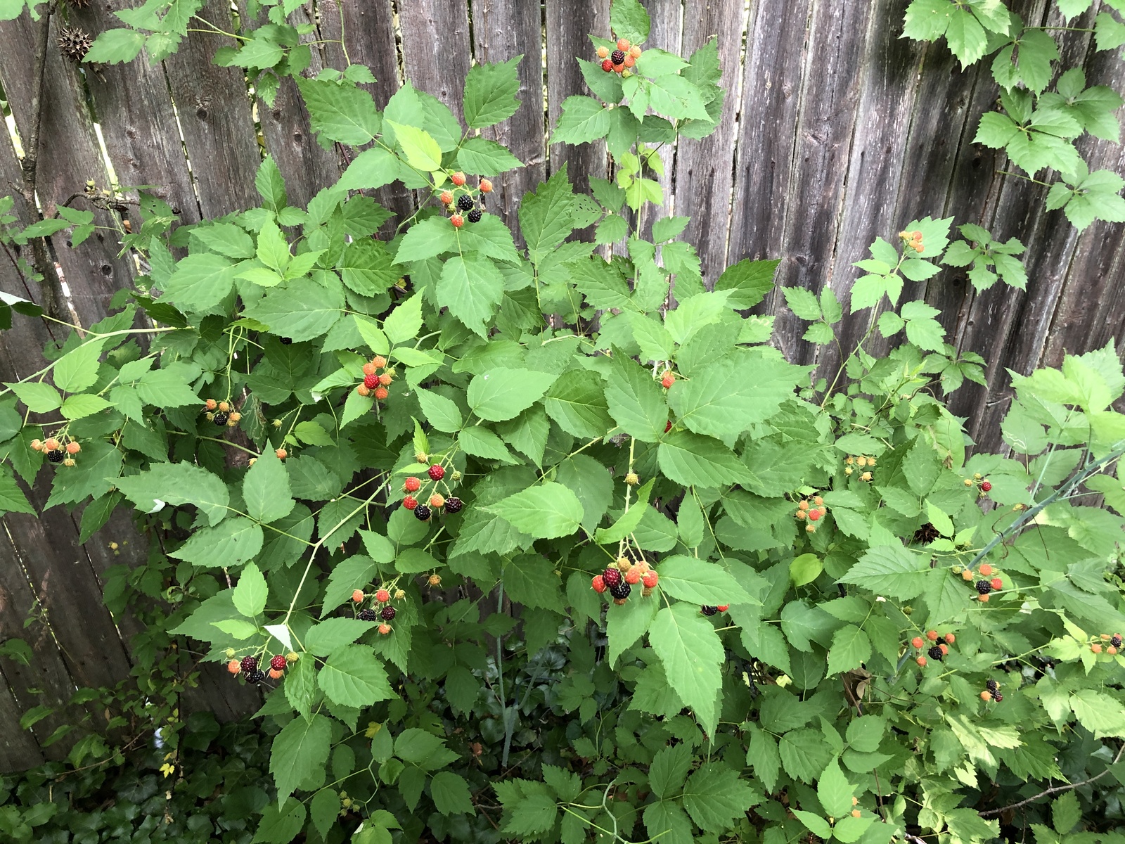 Black raspberry with ripening fruit