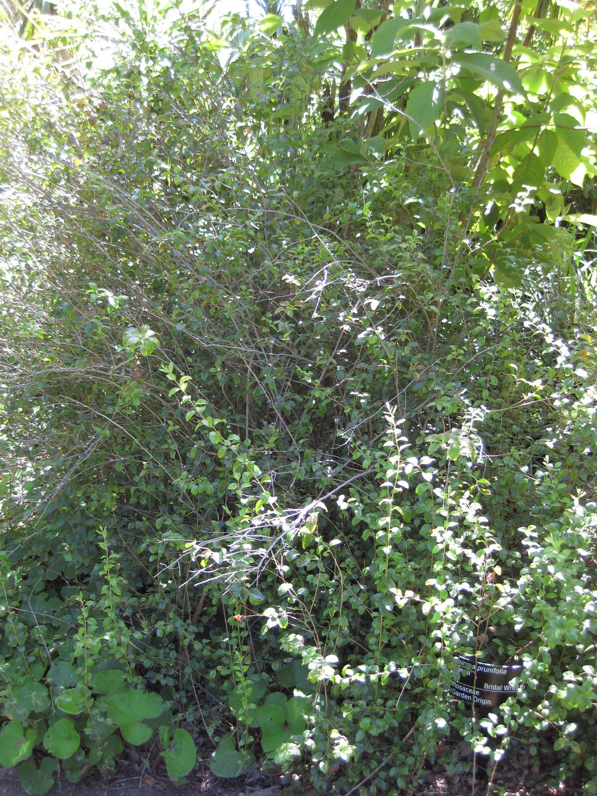 Bridalwreath spiraea in bloom